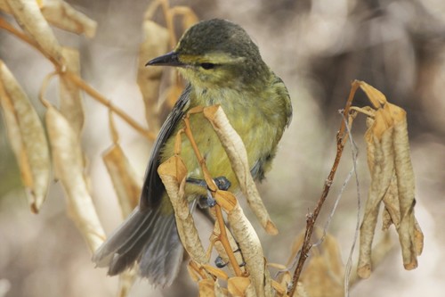 Golden Vireo (Tres Marías)