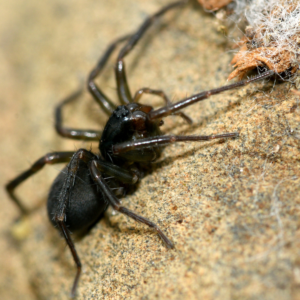 Myro kerguelenensis