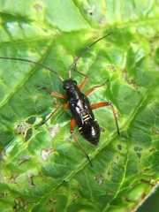 Miris striatus
