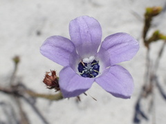 Roella triflora