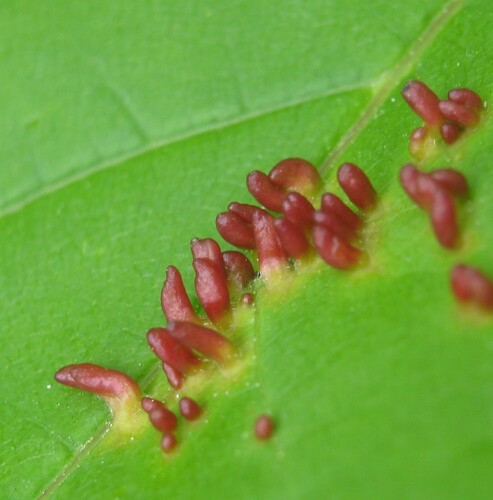 Maple gall mite
