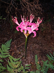 Nerine sarniensis