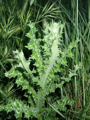 Tyrimnus leucographus