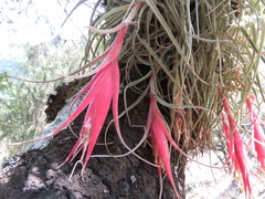 Tillandsia erubescens