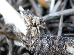 Habronattus oregonensis