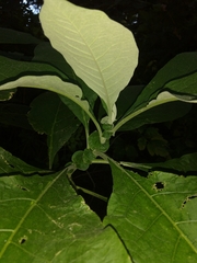 Solanum granulosoleprosum