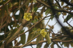 Mandevilla