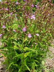 Penstemon tenuis