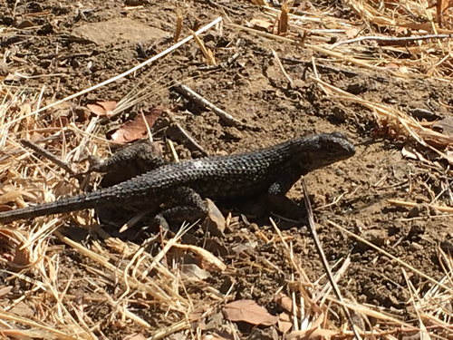 iNaturalist observation photo of Western Fence Lizard