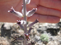 Caulanthus crassicaulis