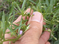 Convolvulus simulans