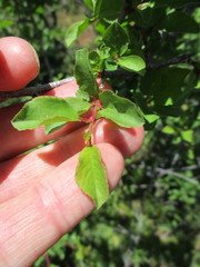 Prunus subcordata
