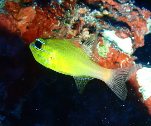 Ostorhinchus luteus observed 2024-04-20