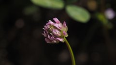 Trifolium ciliolatum