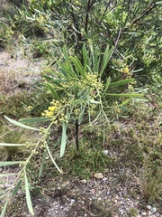Phyllodineae