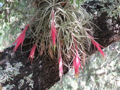 Tillandsia erubescens