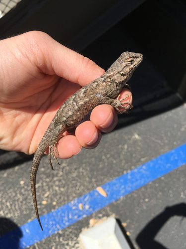 iNaturalist observation photo of Western Fence Lizard