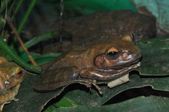 Boophis brachychir