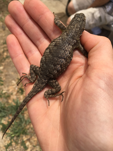 iNaturalist observation photo of Western Fence Lizard