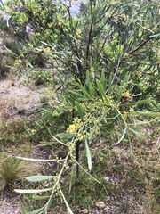 Phyllodineae