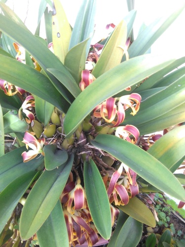 Maxillaria luteograndiflora, photograph 4