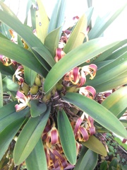 Maxillaria luteograndiflora, photograph (c) GERMAN LEONEL SARMIENTO CRUZ, some rights reserved (CC BY)