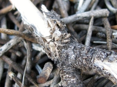 Habronattus oregonensis