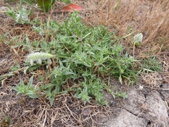 Eryngium aristulatum