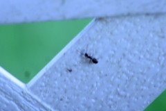 Camponotus sexguttatus