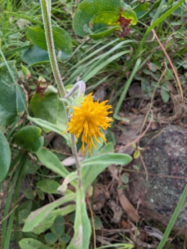 Gynura drymophila, 2024-04-27