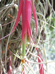 Tillandsia erubescens