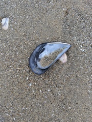 Mytilus californianus