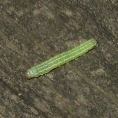 Xylenini