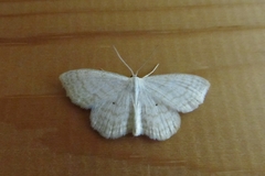 Scopula immutata