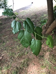 Morus nigra
