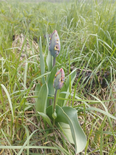 Image of Tulipa gesneriana by no rights reserved