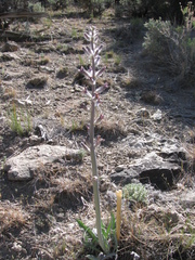 Caulanthus crassicaulis