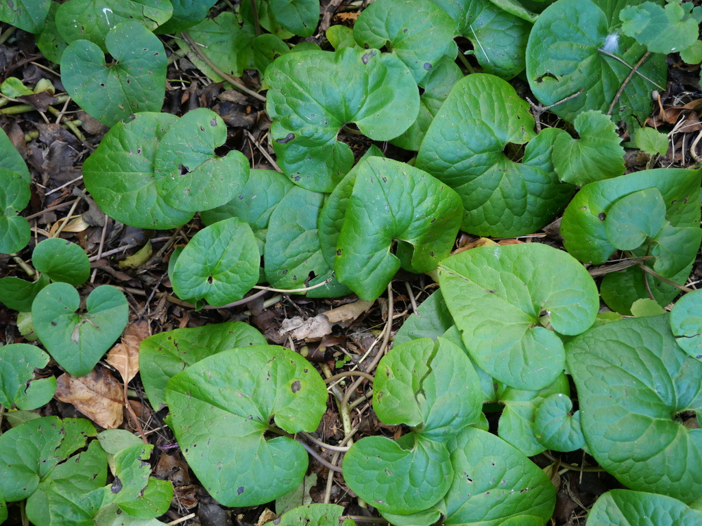 Western Wild Ginger from Nottingham Street, Karori, Wellington 6012 ...