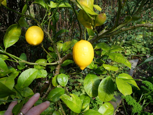 Foto de Limão siciliano