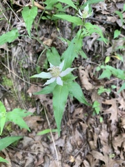 Monarda russeliana