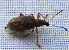 Phyllobius glaucus