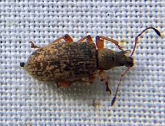 Phyllobius glaucus