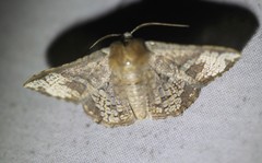 Canaea hyalospila