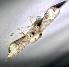 Canaea hyalospila