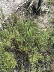 Baccharis boliviensis