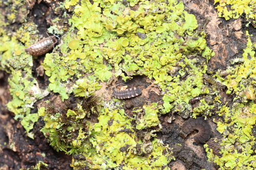 European Glow-worm, Herkenbosch, Nederland, photo 10 of 10