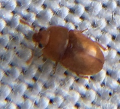 Epuraea aestiva