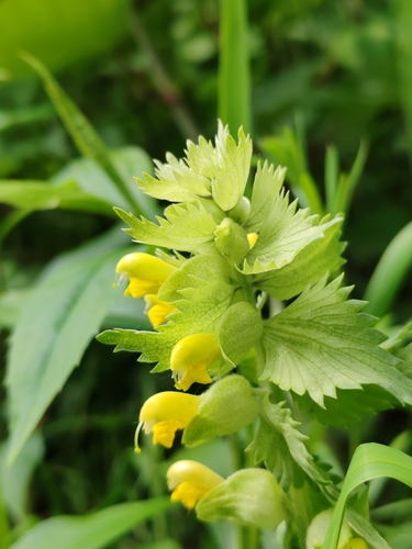 Image of Rhinanthus freynii by (c) Ljaž, some rights reserved (CC BY)