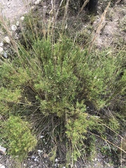 Baccharis boliviensis