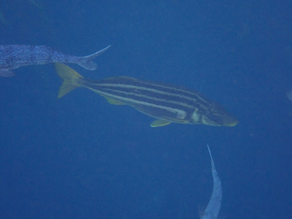 striped trumpeter
